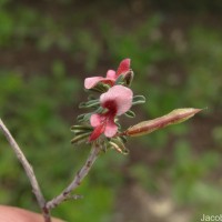 Indigofera aspalathoides Vahl ex DC.